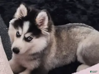 Mixed Breed dogs Mixed Breed Puppy 1 - Ad 12