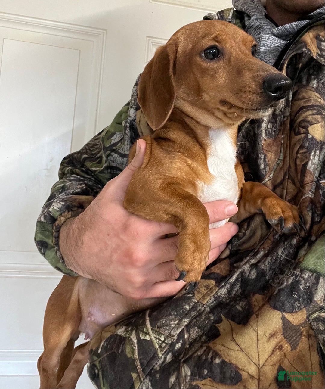 Miniature Dachshund dogs for sale: White Chocolate  - Ad 7