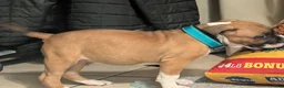 American Pit Bull Terrier dogs for sale: Bambii - Ad 5