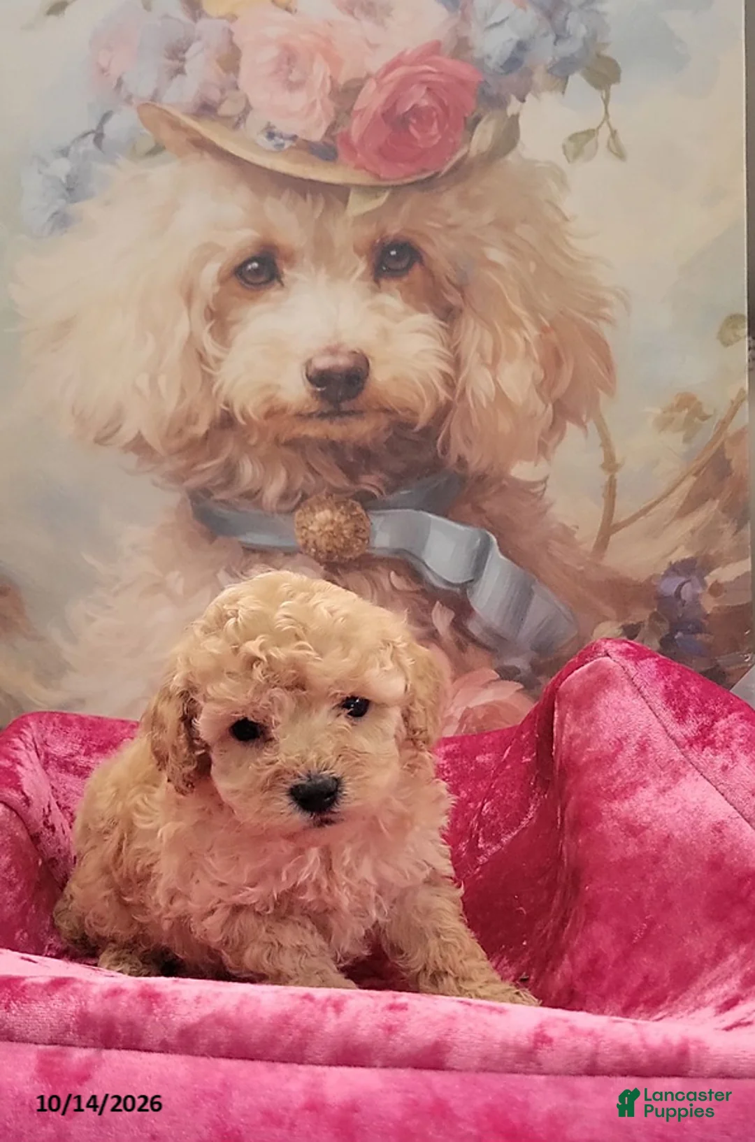 Toy Poodle dogs for sale: Honey Boo - Ad 1