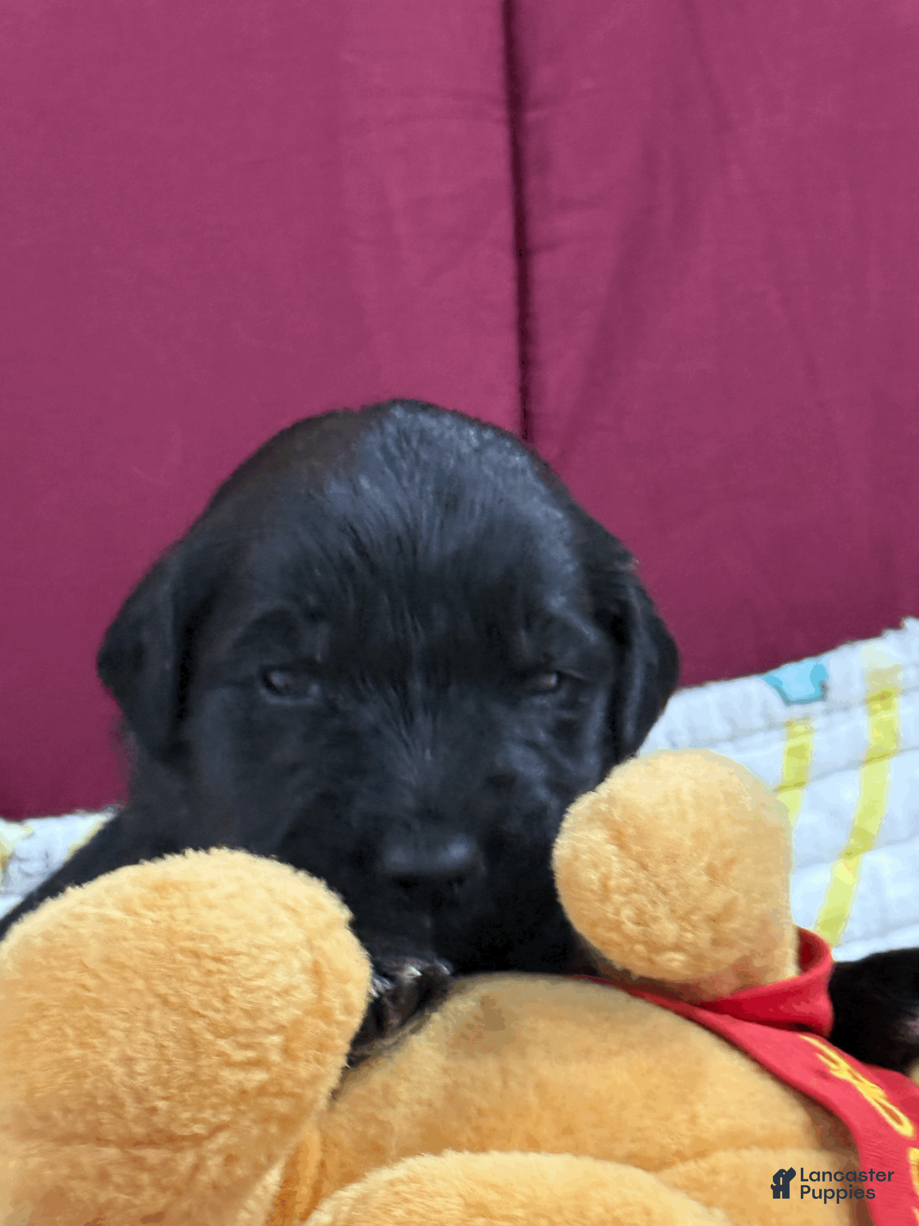 Goldendoodle dogs Orange - Ad 1