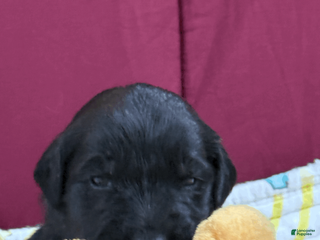 Goldendoodle dogs for sale: Orange - Ad 3