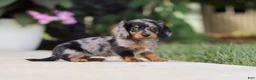 Miniature Dachshund dogs for sale: Cora - Ad 15
