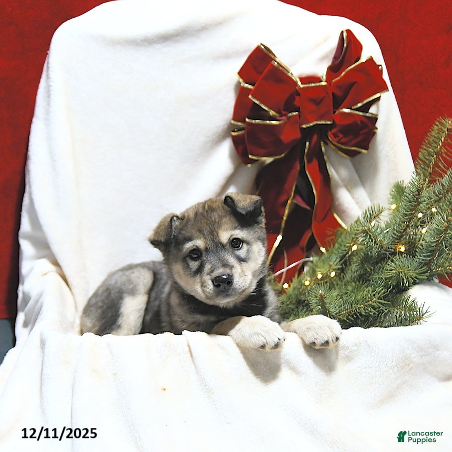 Mixed Breed dogs Lacey - Ad 33