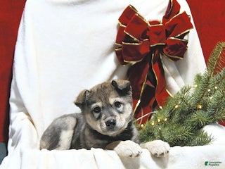 Mixed Breed dogs Lacey - Ad 35