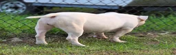 American Bully dogs for sale: American Bully 1 - Ad 7