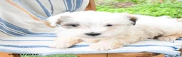 Maltipoo dogs for sale: Slushie - Ad 3