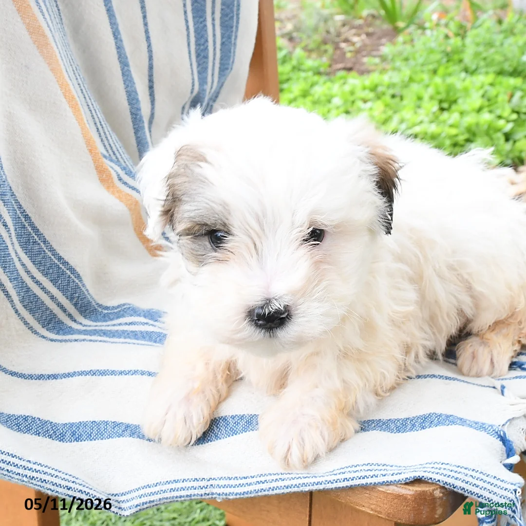 Maltipoo dogs for sale: Slushie - Ad 3