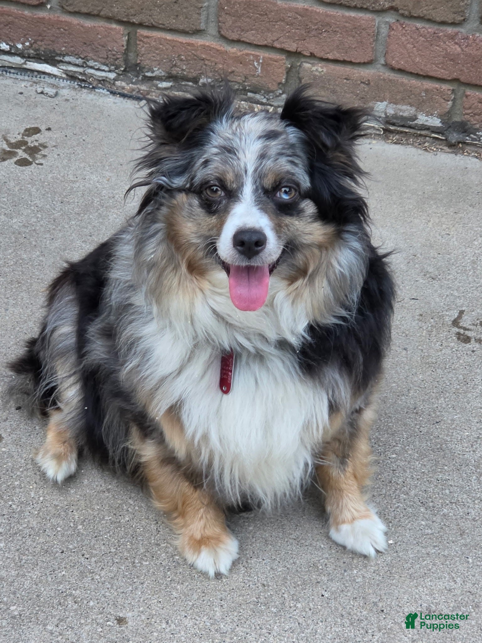 Australian Shepherd dogs Australian Shepherd 1 - Ad 7
