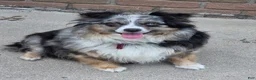 Australian Shepherd dogs for sale: Australian Shepherd 1 - Ad 1