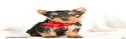 Yorkshire Terrier dogs for sale: Pauper - Ad 2