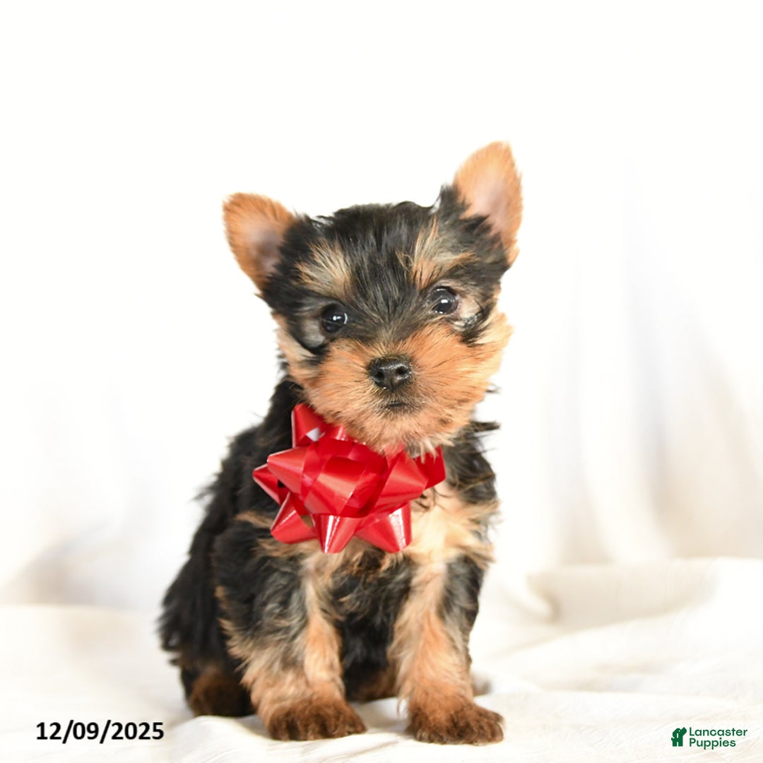 Yorkshire Terrier dogs for sale: Pauper - Ad 2