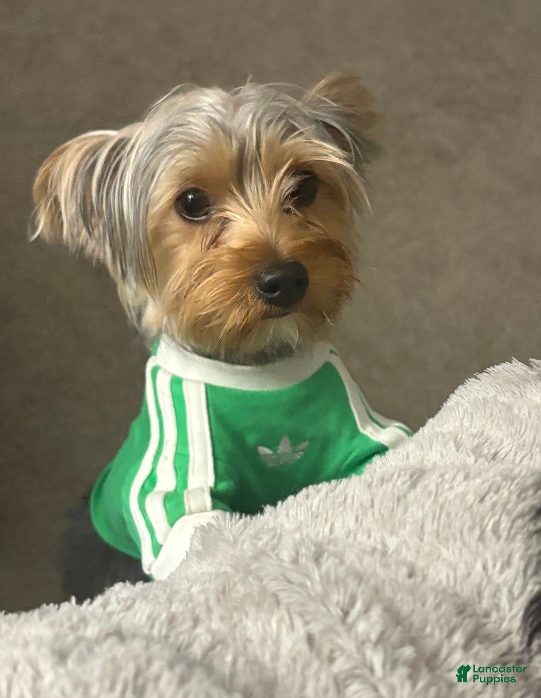 Yorkshire Terrier dogs for sale: Yorkshire Terrier Puppy 1 - Ad 1