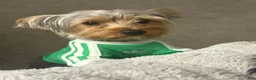 Yorkshire Terrier dogs for sale: Yorkshire Terrier Puppy 1 - Ad 1