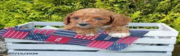 Cavapoo dogs for sale: Echo - Ad 5