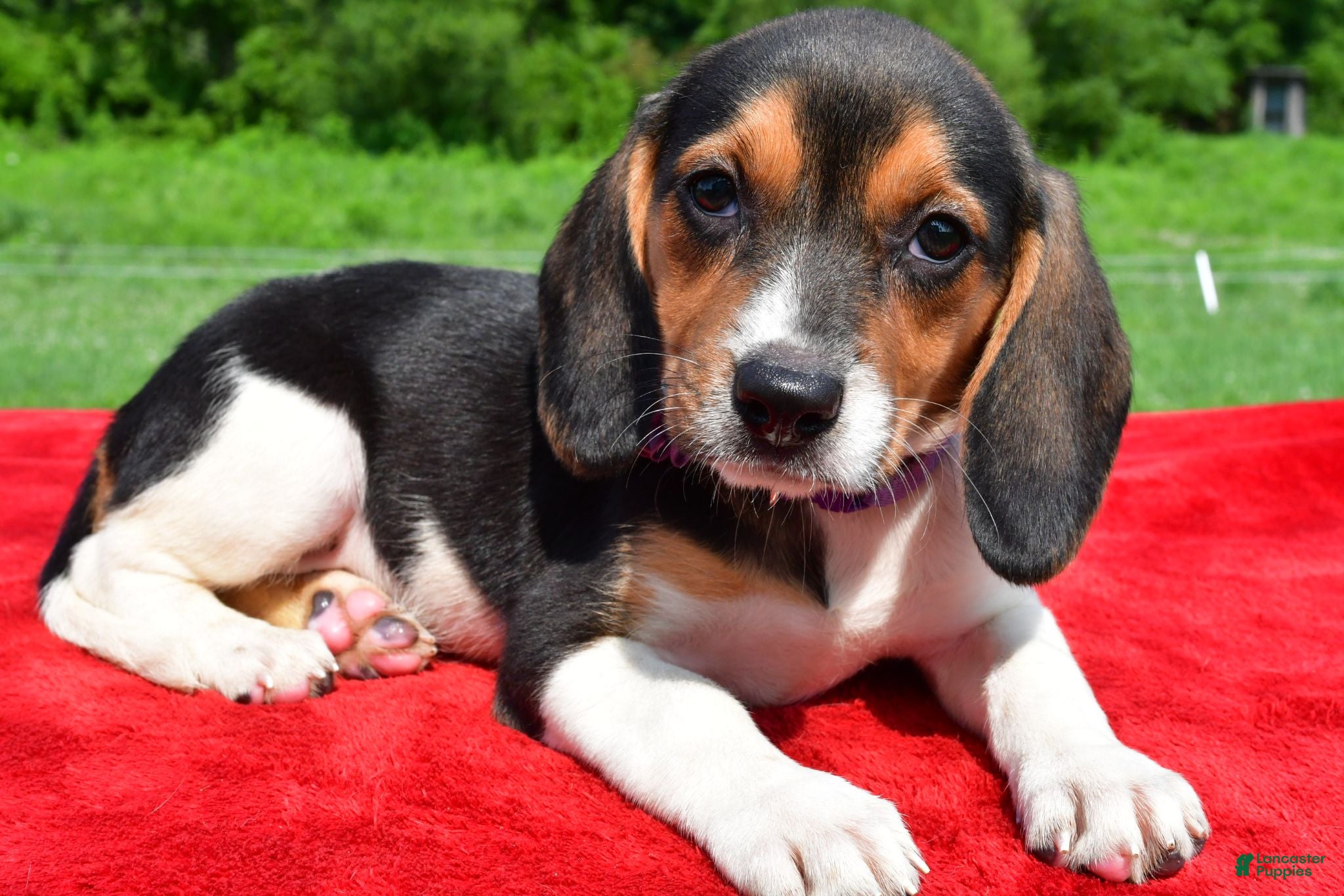 Beagle dogs Hannah - Ad 1