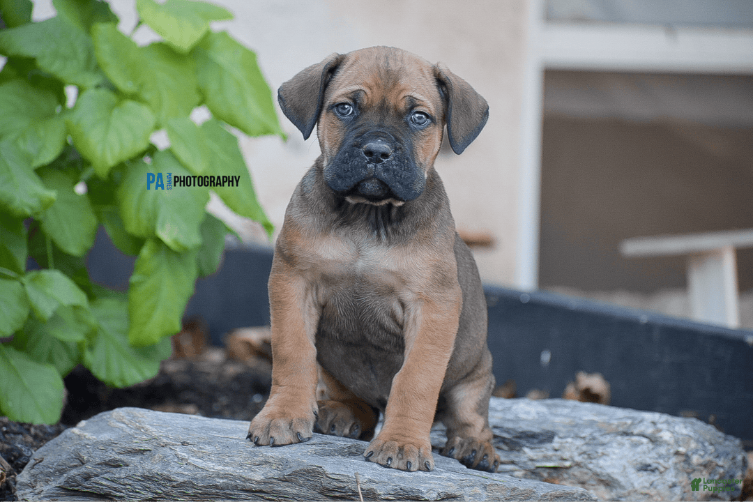 Gallery Image {{count}}