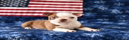 Boston Terrier dogs for sale: Raindrop - Ad 3