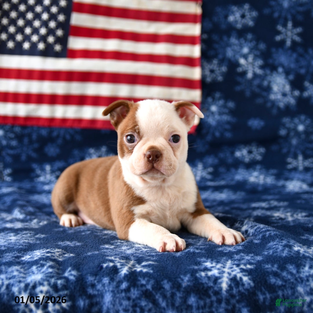 Boston Terrier dogs for sale: Raindrop - Ad 3