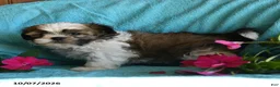 Shih Tzu dogs for sale: Ariel - Ad 3