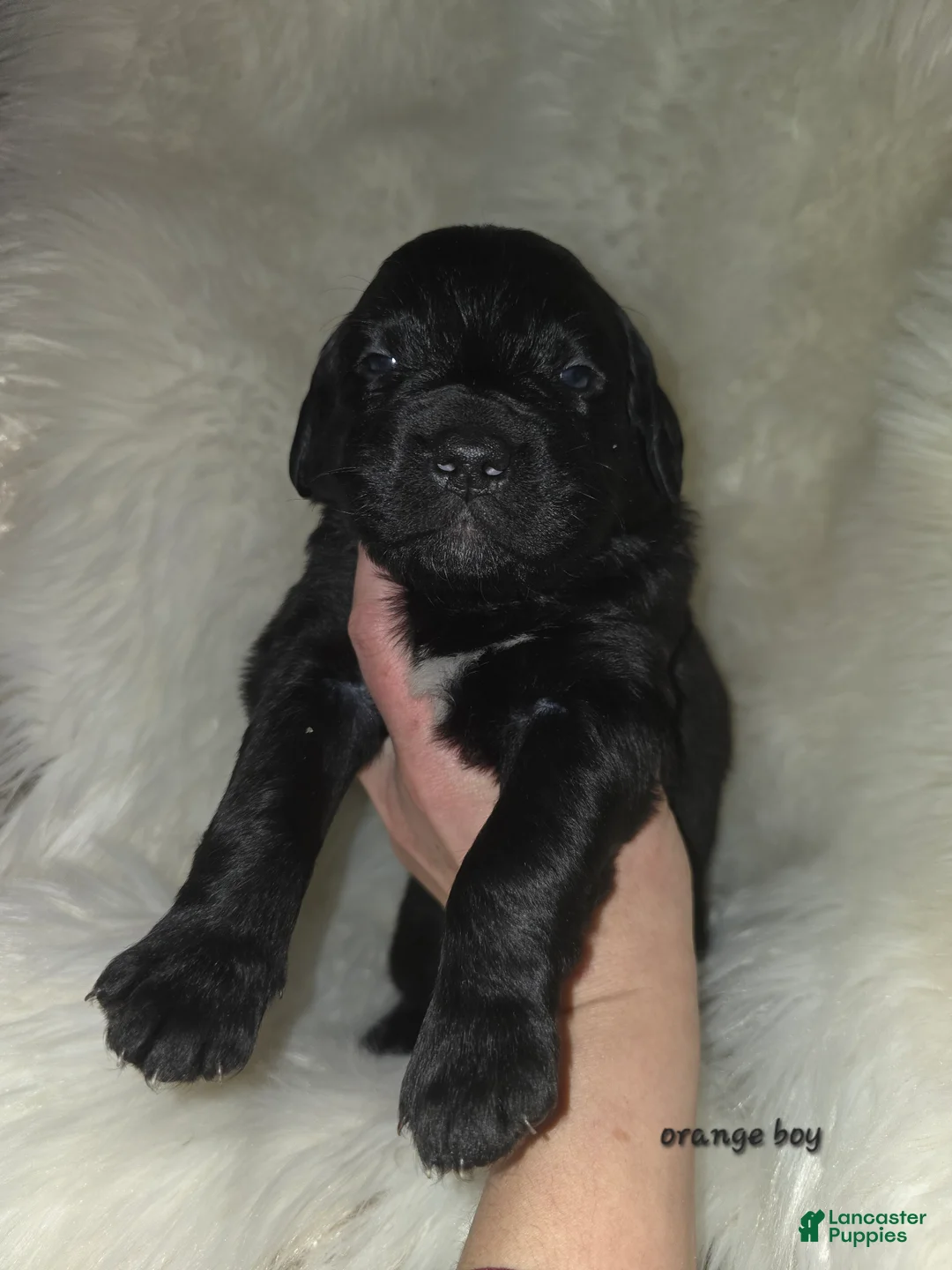 Mixed Breed dogs for sale: Mixed Breed Puppy 10 - Ad 1