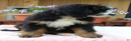 Bernedoodle dogs for sale: Annabelle  - Ad 7