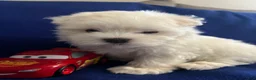 Maltese dogs for sale: Rocky - Ad 26