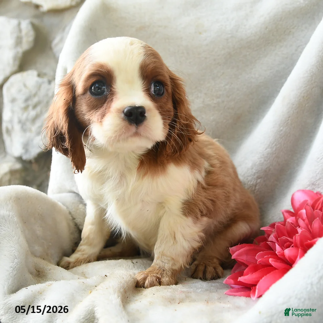 Cavalier King Charles Spaniel dogs for sale: Honey - Ad 5