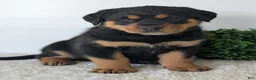 Mixed Breed dogs for sale: Rufus - Ad 19