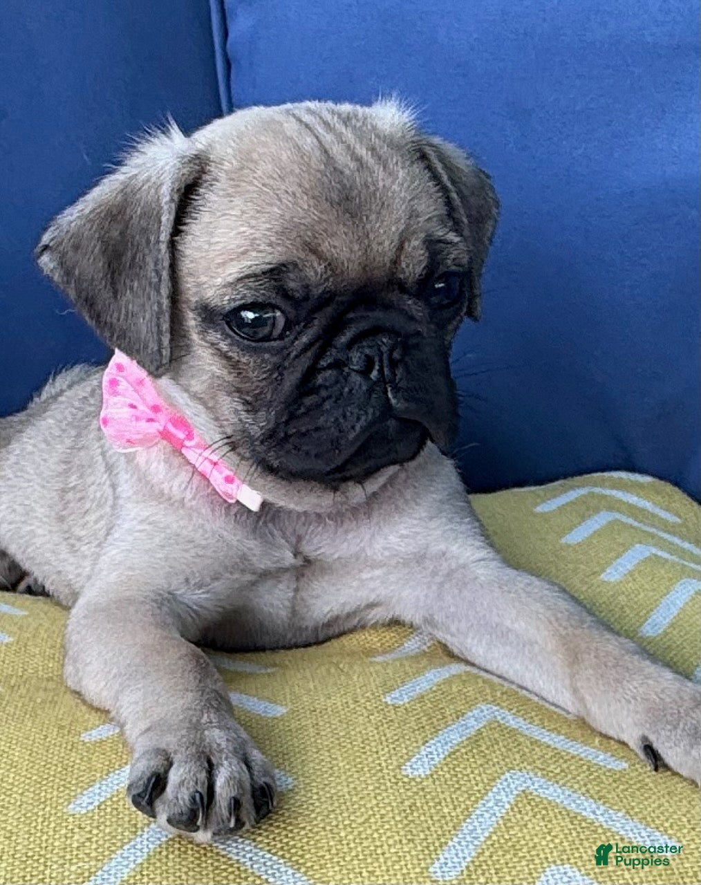 Pug dogs Girl - Ad 1