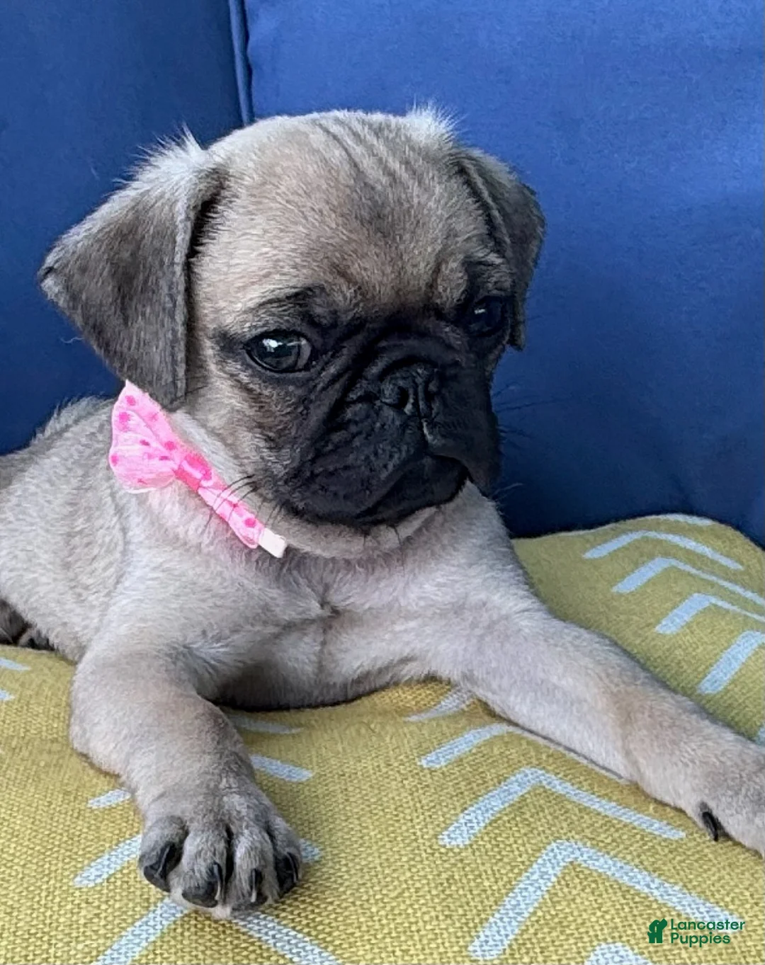 Pug dogs for sale: Girl - Ad 1
