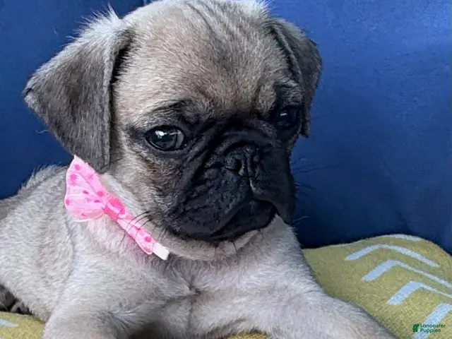 Pug dogs for sale: Girl - Ad 1