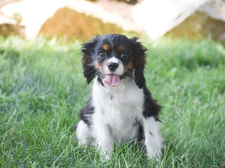 Cockalier dogs Roda - Ad 4