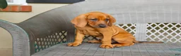 Redbone Coonhound dogs for sale: Boone - Ad 6