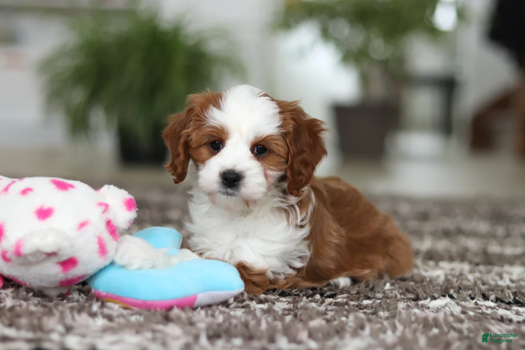 Cavapoo dogs for sale: Princess - Ad 11