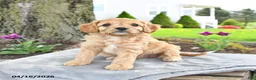 Cavapoo dogs for sale: Maple   - Ad 3