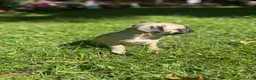Frug dogs for sale: Frug 4 - Ad 13