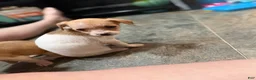 Chihuahua dogs for sale: Millie and Josie - Ad 5