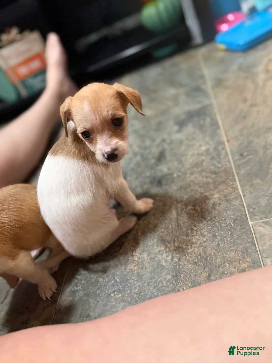 Chihuahua dogs for sale: Millie and Josie - Ad 5