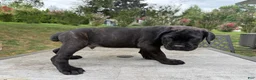 Cane Corso dogs for sale: Brown collar - Ad 4