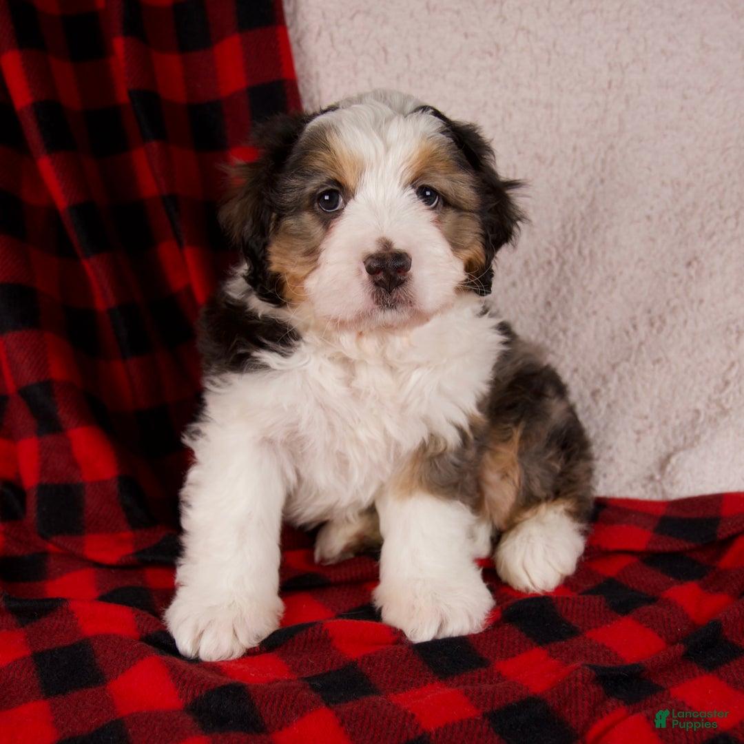Mini Bernedoodle dogs for sale: Jolly Boy *Potty Training* - Ad 5