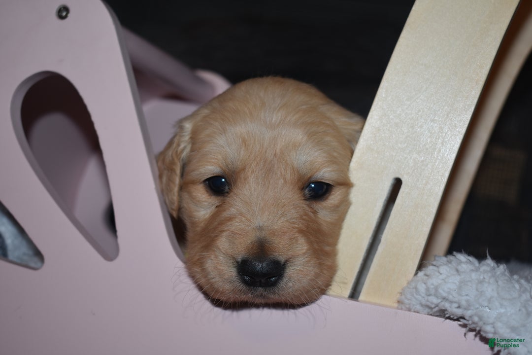 Golden Retriever dogs for sale: Sunshine - Ad 2