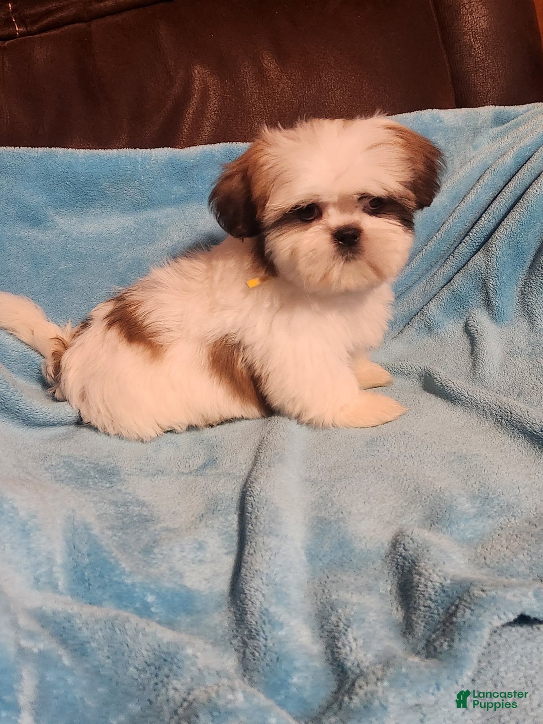 Shih Tzu dogs for sale: Shih Tzu Puppy 3 - Ad 4