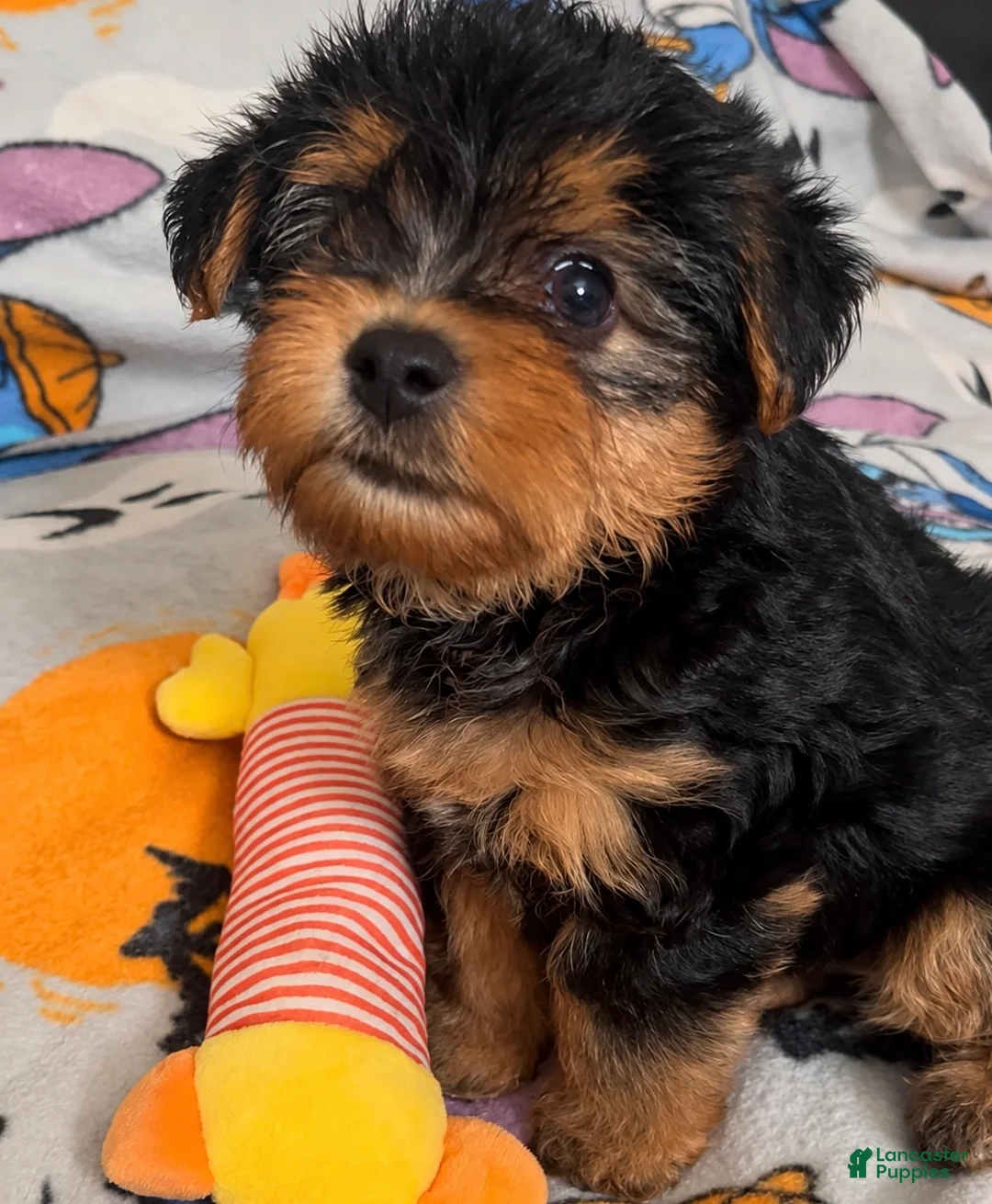 Yorkiepoo dogs for sale: Porky  - Ad 1