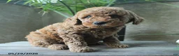 Miniature Poodle dogs for sale: Victor - Ad 1