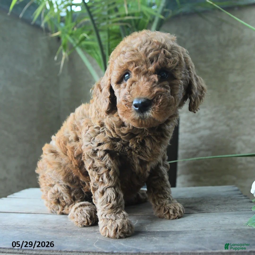 Miniature Poodle dogs for sale: Victor - Ad 1