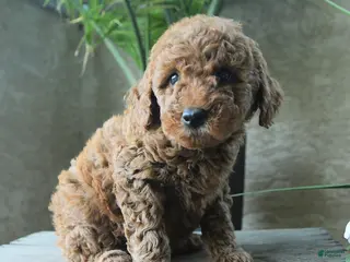 Miniature Poodle dogs for sale: Victor - Ad 3