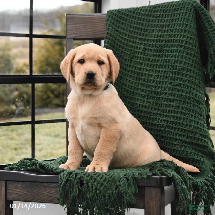 Labrador Retriever dogs Lucy - Ad 37