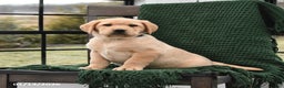 Labrador Retriever dogs for sale: Lucy - Ad 1