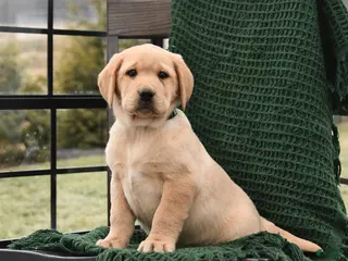 Labrador Retriever dogs Lucy - Ad 38